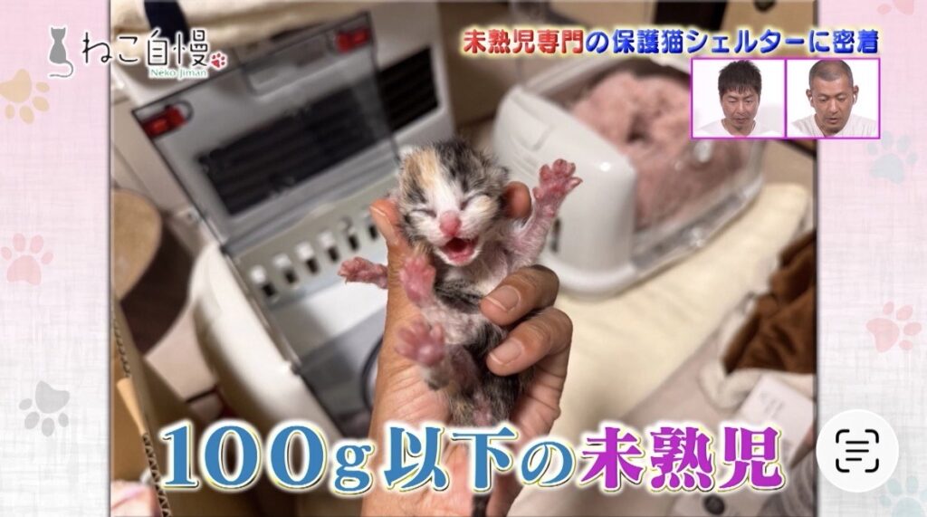 ペットシッター 茨城,ペットシッター ひたちなか市,ペットシッター 那珂市,ペットシッター 大洗,ペットシッター 東海村,ペットシッター 水戸市,ペットシッター 鉾田市, ペットシッター 笠間市,ペットシッター 城里町,ペットシッター 常陸大宮市,ペットシッター 常陸太田市,ペットシッター 小美玉市,猫シッター 茨城,猫シッター ひたちなか市,猫シッター 那珂市,猫シッター 大洗,猫シッター 東海村,猫シッター 水戸市,猫シッター 鉾田市,猫シッター 笠間市,猫シッター 城里町,猫シッター 常陸大宮市,猫シッター 常陸太田市,猫シッター 小美玉市,ペットシッター,キャットシッター,猫シッター,ねこシッター,ペット,キャット,猫,ねこ,シッター,茨城,茨城県,ひたちなか市,那珂市,大洗,東海村,水戸市,鉾田市,笠間市,城里町,常陸大宮市,常陸太田市,小美玉市,NEKOGOTO,ネコゴト